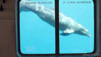 Captive Dolphins