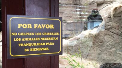 Captive Gorilla