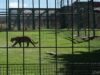 Captive ill jaguar – Sendaviva Zoo