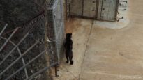 Captive ill jaguar – Spanish zoo