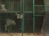 Captive tigers