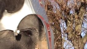 Cirques : l’éléphante Diana est morte après une vie d’esclavage