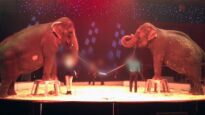 Cirques : Les éléphantes Mina et Kamala transformées en portique de balançoire !