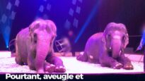 Cirques : nous avons retrouvé les traces des éléphantes Mina et Kamala, mais où est Lechmee ?