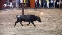 Concurso de emboladores de Villafamés: licencia para maltratar animales