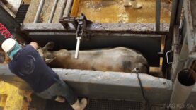 Cow Industrial Slaughterhouse (2)