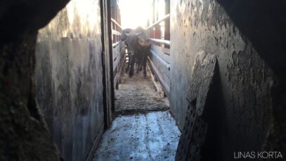 Cow Slaughterhouse: Fear