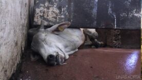 Cow tries to scape slaughterhouse