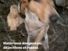 Des chiens «de chasse» livrés à eux-mêmes dans un hangar du Lot-et-Garonne: enquête et plainte
