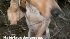 Des chiens «de chasse» livrés à eux-mêmes dans un hangar du Lot-et-Garonne: enquête et plainte