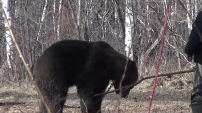 Des ours pour entrainer des chiens à la chasse