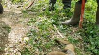 Digging up fox cubs: an investigation undercover among terrier men.