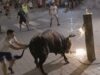 Documentamos el terror del animal en un festejo de toros embolados en Museros (Valencia)