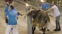 Documentamos un horrible festejo de toros embolados en Onda (Castellón)