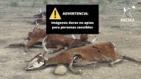 Documentamos y denunciamos un terrible caso de vacas muertas en Belmez (Córdoba)