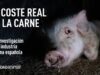 El Coste Real de La Carne | Una investigación en la industria porcina española