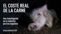 El Coste Real de La Carne | Una investigación en la industria porcina española