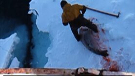 En pleine pandémie, le gouvernement norvégien décide que la chasse aux phoques se passerait d’inspecteurs de protection animale