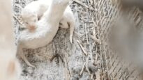 Enquete de l’association lettone Dzīvnieku brīvība dans un élevage de visons