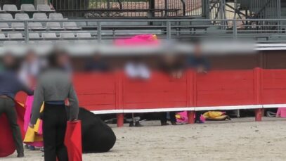 Epuisé, harcelé, le jeune taureau ne parvient même plus à tenir debout…