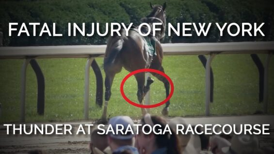 Fatal Injury of New York Thunder at Saratoga Racecourse