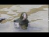 Focas cautivas – Captive seals (Santander, Spain)