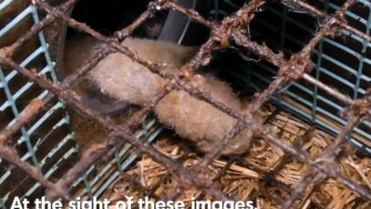 Fur in Eure-et-Loir: the farm of horror