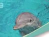 Galéo : urgence pour le jeune dauphin au Parc Astérix