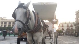 Horse carriage – Calandrias (1)