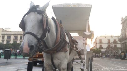 Horse carriage – Calandrias (1)