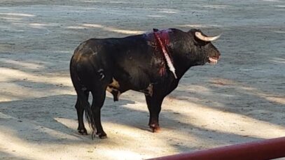 Humilié, blessé, apeuré… #StopCorrida