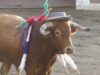 Humillan y ridiculizan a un toro en una corrida en Guadix (Granada)