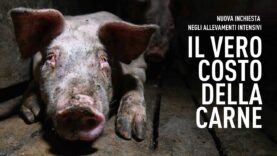 Il vero costo della carne: la vita dei maiali negli allevamenti intensivi