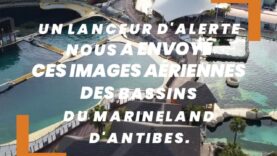 Images inédites d’Inouk, des orques et des dauphins au Marineland d’Antibes