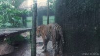 Injured Tiger