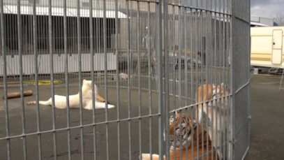 Interview de Mario Masson, dresseur de cirque, 2ème partie #CirquesSansAnimaux #10TigresDans1Camion