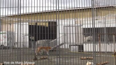 Interview de Mario Masson, dresseur de cirque, 3ème partie #CirquesSansAnimaux #10TigresDans1Camion