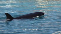 Interview de Naomi Rose (3/5) : Wikie, orque captive au Marineland d’Antibes s’ennuie