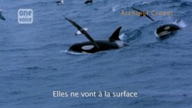 Interview de Naomi Rose (4/5) : rester en surface pour des orques est inadapté !
