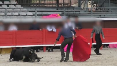 Investigation in a French bullfighting school for children