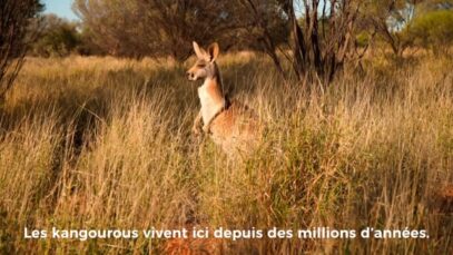 Kangaroo : un film sur la véritable relation d’amour-haine de l’Australie avec son icône
