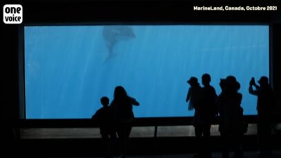 Kiska, orque née libre et décédée sans jamais avoir revu la mer