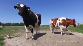 KUHler Anschauungskurs im sozialen Umgang