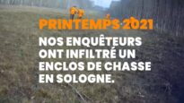 La chasse en enclos en Sologne : le commerce lucratif de la mort – Infiltration, printemps 2021