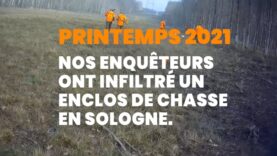 La chasse en enclos en Sologne : le commerce lucratif de la mort – Infiltration, printemps 2021