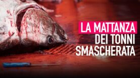 La Mattanza dei Tonni Smascherata | Una investigazione di Animal Equality