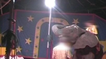 La mort de Samba #UnSanctuairePourSamba #CirquesSansAnimaux