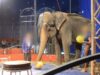 La vie de Dumba : une éléphante d’Asie, louée à des cirques et entreprises de l’audiovisuel