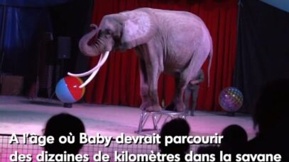 La vie en captivité de Baby capturée en 1985