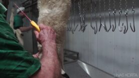 Lamb Slaughterhouse – Continuous stabbing
